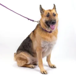 Country Brook Petz 1 1/2 Inch Deluxe Purple Paisley Dog Collar -Pet Supplies Online GUEST c0e3883e 676e 4d4c af29 b64072ec8a2f 1