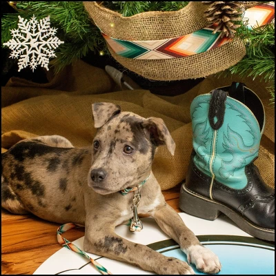 Country Brook Petz Deluxe Dog Collar - Chevron And Arrows Collection - Made In The U.S.A. 7 Country Brook Petz Deluxe Dog Collar - Chevron And Arrows Collection - Made In The U.S.A. - Image 5