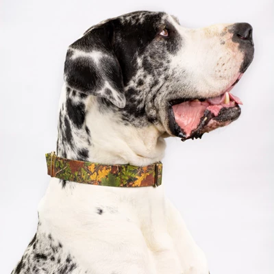 Country Brook Petz 1 1/2 Inch Southern Forest Camo Martingale Dog Collar 8 Country Brook Petz 1 1/2 Inch Southern Forest Camo Martingale Dog Collar - Image 6
