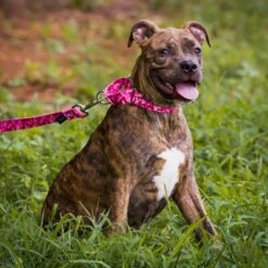 Country Brook Petz Pink Bone Camo Martingale Dog Collar And Leash -Pet Supplies Online GUEST c9b47730 e733 4f8d b473 e259ee923f3e