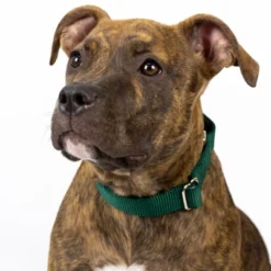 Country Brook Design Martingale Heavyduty Nylon Dog Collar -Pet Supplies Online GUEST ccc7650c 3741 49cf 8f9c 9f5832383113