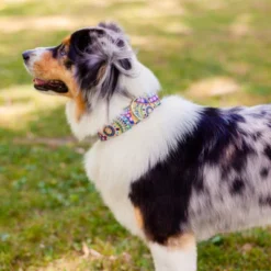 Country Brook Petz Yellow Boho Mandala Martingale Dog Collar