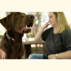 Country Brook Petz Premium Woodland Camo HD Dog Collar 15 Country Brook Petz Premium Woodland Camo HD Dog Collar -Pet Supplies Online GUEST ce727dc7 702e 44e6 a604 b2279c0a1298