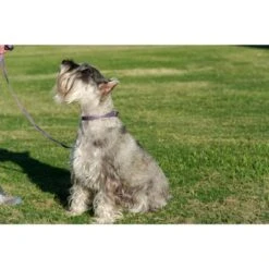 Country Brook Petz Purple Paisley Martingale Dog Collar