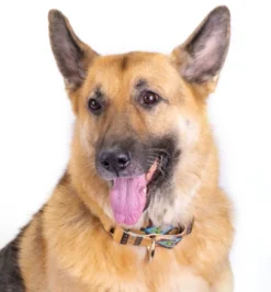 Country Brook Petz 1 1/2 Inch Native Arizona Martingale Dog Collar