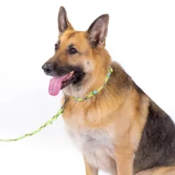 Country Brook Petz Margarita Argyle Martingale Dog Collar And Leash