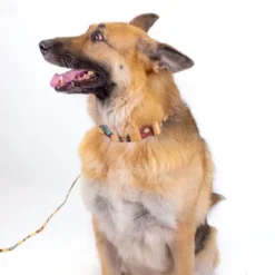 Country Brook Petz Native Arizona Martingale Dog Collar -Pet Supplies Online GUEST d9cbee03 14a1 4737 8d7a c1abae9a5ff0 3