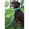 Country Brook Petz Kelly Green Hawaiian Martingale Dog Collar