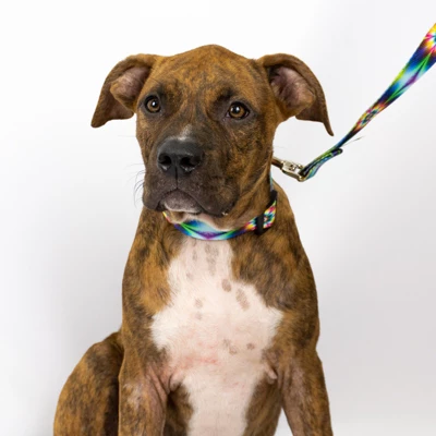 Country Brook Petz Tie Dye Flowers Deluxe Dog Collar And Leash 4 Country Brook Petz Tie Dye Flowers Deluxe Dog Collar And Leash - Image 2