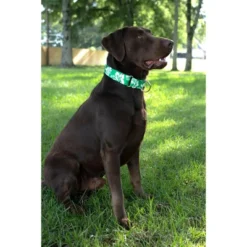 Country Brook Petz Kelly Green Hawaiian Martingale Dog Collar 9 Country Brook Petz Kelly Green Hawaiian Martingale Dog Collar -Pet Supplies Online GUEST e1f4925c e640 4270 9ecf 3093db7f004b