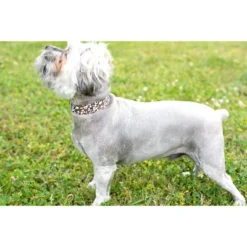 Country Brook Petz Premium Cow Print Dog Collar -Pet Supplies Online GUEST e258cf84 7ea4 491b ac75 6d9a968ea042