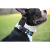 Country Brook Petz Deluxe Rainbow Hearts Dog Collar - Made In The U.S.A.