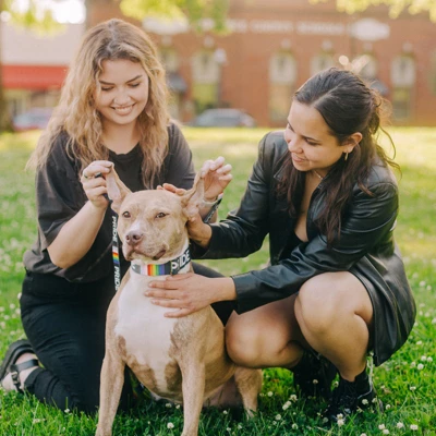 Country Brook Petz 1 1/2 Inch Pride Martingale Dog Collar 3 Country Brook Petz 1 1/2 Inch Pride Martingale Dog Collar