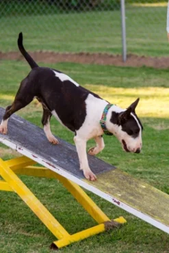 Country Brook Petz 1 1/2 Inch Tie Dye Stripes Martingale Dog Collar