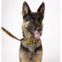 Country Brook Petz Happy Jack Martingale Dog Collar (1 Inch, Extra Large) -Pet Supplies Online GUEST ee51c368 2c5c 46a0 87ae 375d41195c62