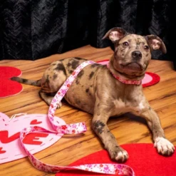 Country Brook Petz 1 1/2 Inch Puppy Love Martingale Dog Collar