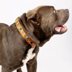 Country Brook Petz Thanksgiving Tradition Martingale Dog Collar -Pet Supplies Online GUEST f018c51d f924 48a7 8871 a1bda3d6ad7c