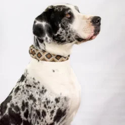 Country Brook Petz - Rattlesnake Martingale Dog Collar -Pet Supplies Online GUEST f2808c4c 6497 40f2 ab6b 36c462d98315