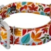 Country Brook Petz 1 1/2 Inch Premium Brisk Autumn Dog Collar -Pet Supplies Online GUEST f4037a18 ff31 426b a9c8 fef7fbaad0b0