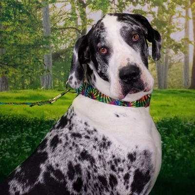 Country Brook Petz 1 1/2 Inch Tie Dye Stripes Martingale Dog Collar 8 Country Brook Petz 1 1/2 Inch Tie Dye Stripes Martingale Dog Collar - Image 6