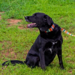 Country Brook Petz Premium Summer Pines Dog Collar And Leash -Pet Supplies Online GUEST f976a584 e29f 457d b3f5 1987c21622a5 2