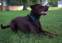 Country Brook Petz Durable Nylon Martingale With Deluxe Buckle - Made In The USA -Pet Supplies Online GUEST f9fa774f bac4 4b83 81a9 508302d9af19