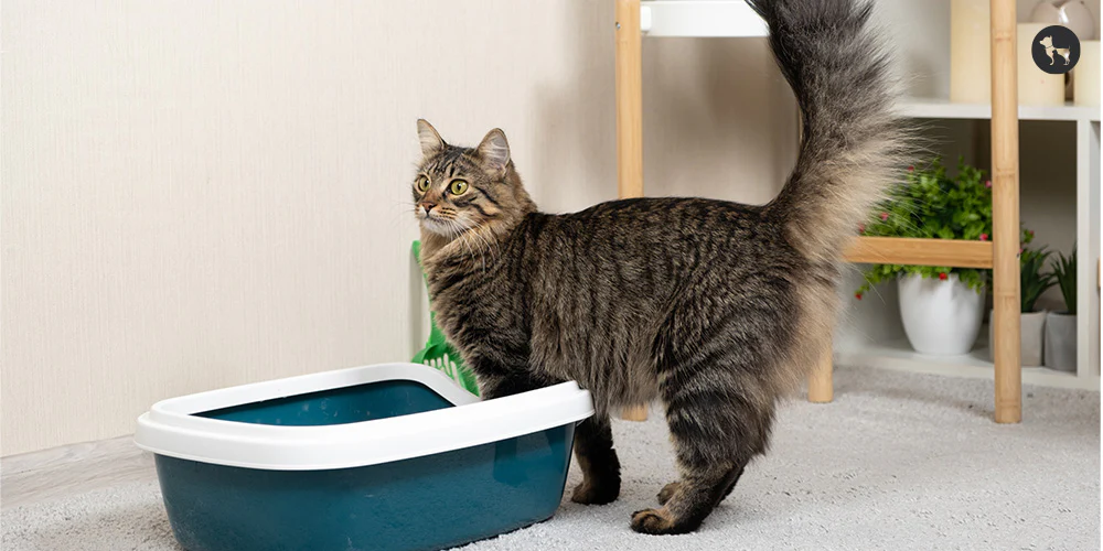 Pet Supplies Online -Pet Supplies Online Artboard 5 1