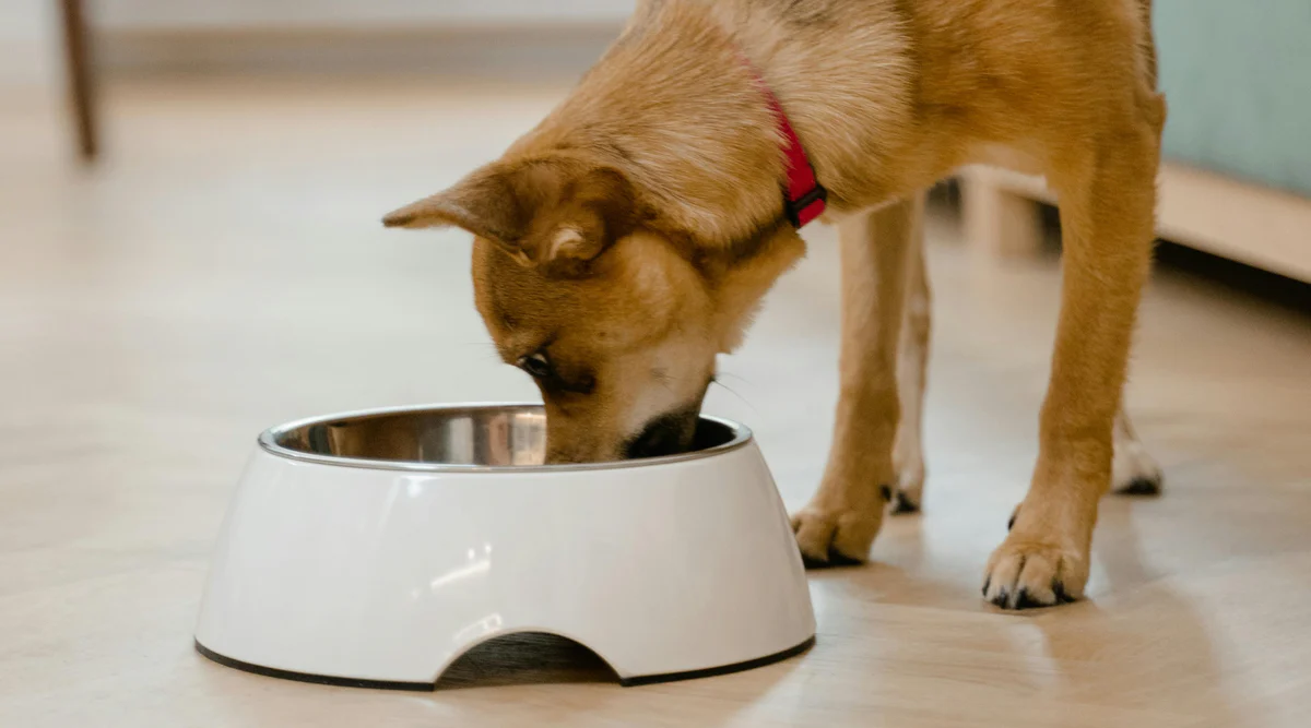 Pet Supplies Online -Pet Supplies Online