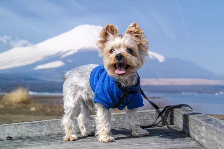 Pet Supplies Online -Pet Supplies Online souvenir picture backed by mount fuji 629470614 5af4cdf2a18d9e003cb37e51
